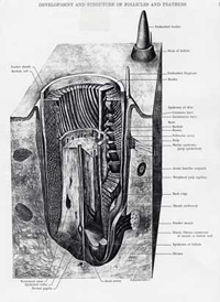 folicle