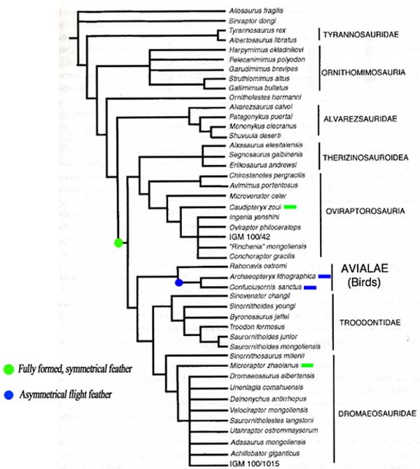 cladogram1