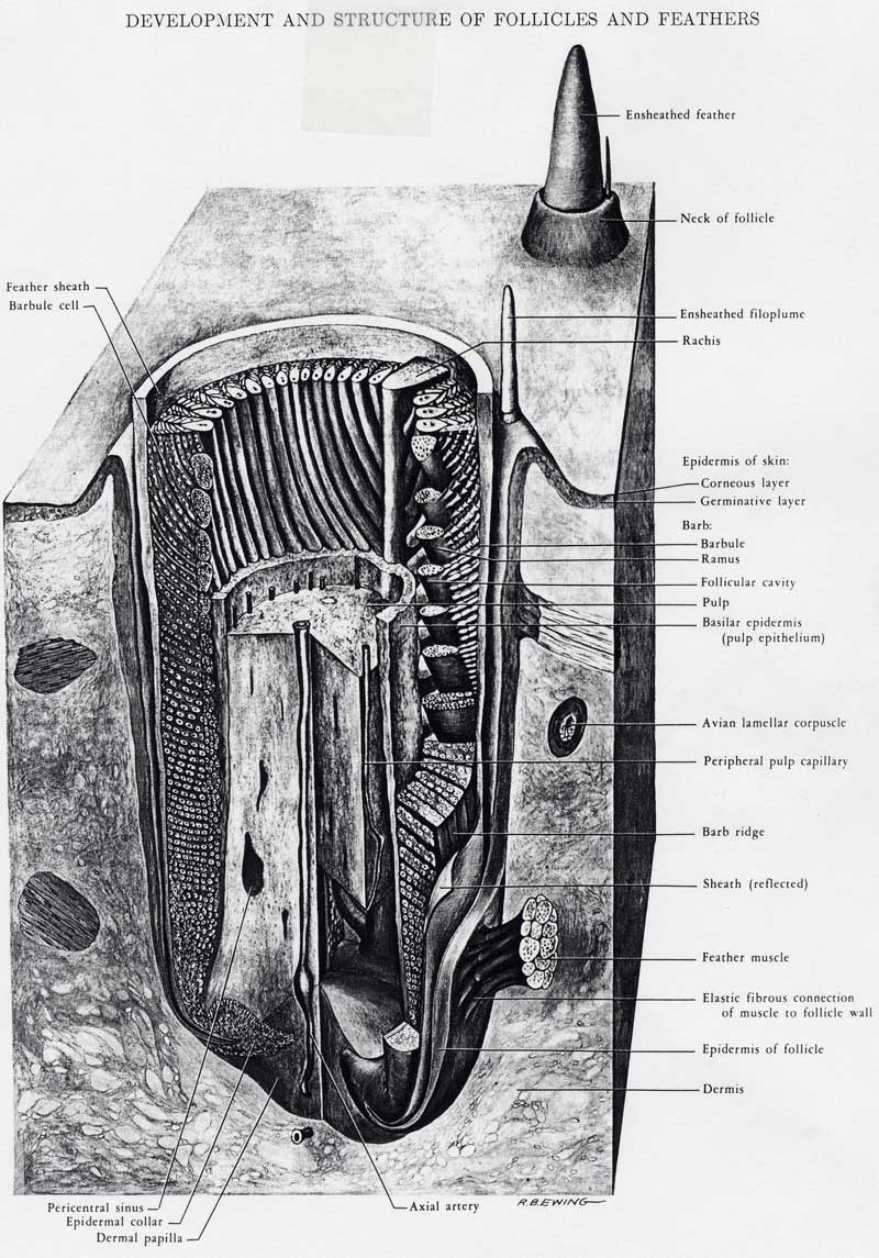 follicle